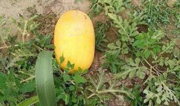 最新的黄色瓜爆料,最新黄色瓜内幕，真相令人震惊！