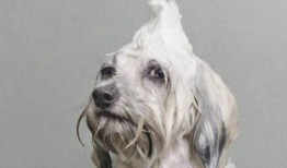 狗狗最新爆料图片高清大图,高清大图揭秘萌宠日常