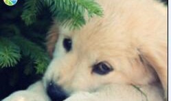 狗狗最新爆料图片高清大图,高清大图揭秘萌宠日常