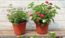 温妮皮肤最新爆料视频,神秘特效与独特设计首次曝光